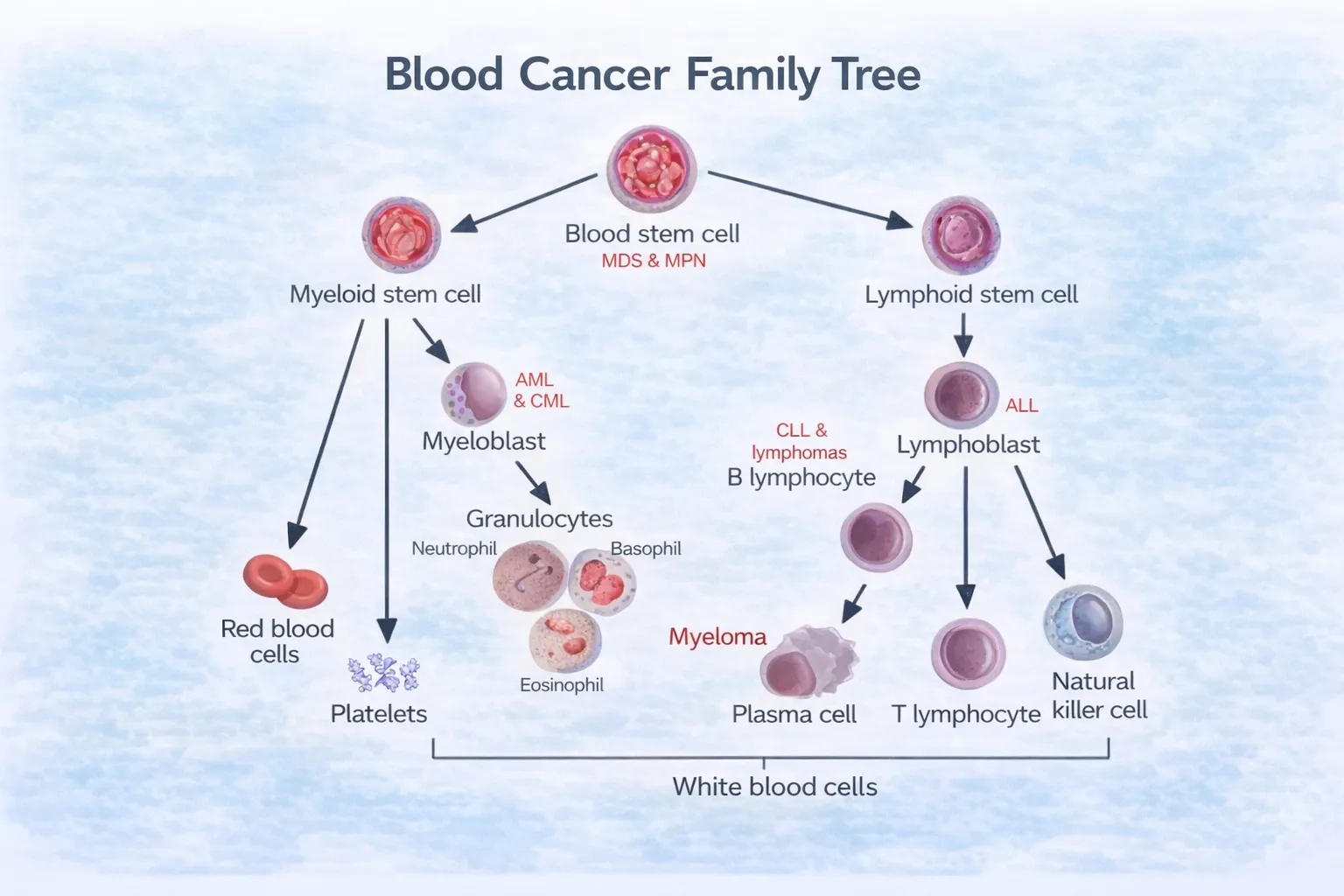 blood cancer development