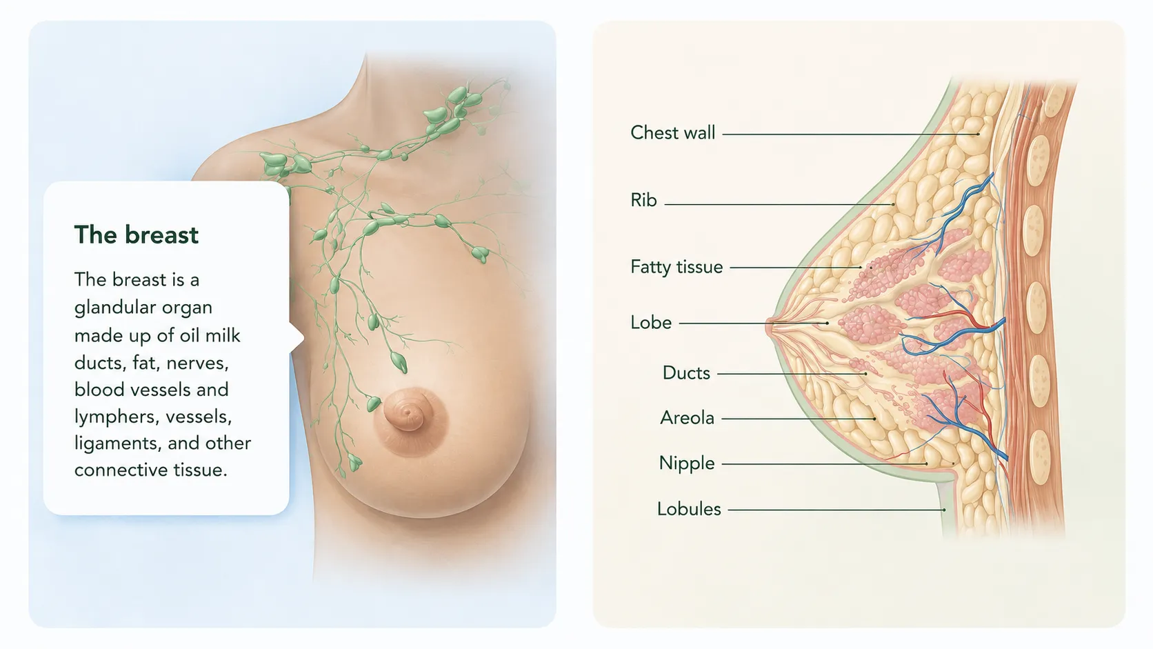 breast anatomy